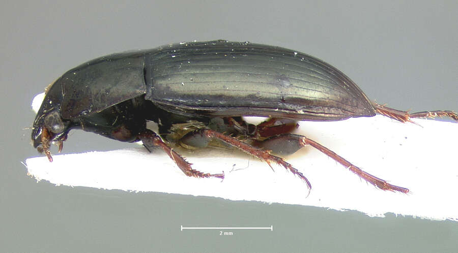 Amara (Amara) littoralis Mannerheim 1843 resmi