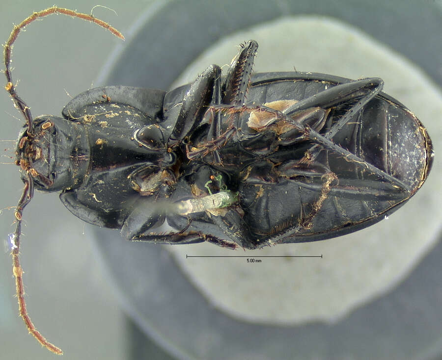 Image de Dicaelus (Paradicaelus) elongatus Bonelli 1813