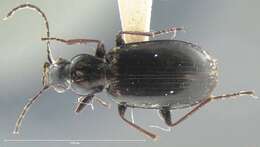 Image of Agonum (Platynomicrus) ferruginosum (Dejean 1828)