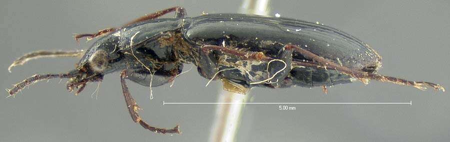 Image of Agonum (Platynomicrus) ferruginosum (Dejean 1828)