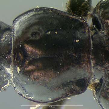 Image of Agonum (Platynomicrus) ferruginosum (Dejean 1828)