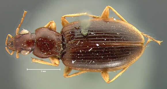 Image of Ground beetle