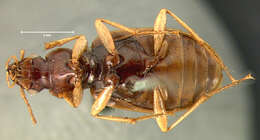 Image of Ground beetle