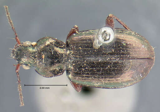 Image of Agonum (Olisares) errans (Say 1823)