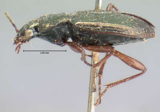 Image of Agonum (Olisares) errans (Say 1823)