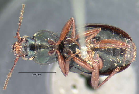 Image of Agonum (Olisares) errans (Say 1823)