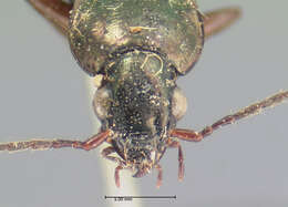 Image of Agonum (Olisares) errans (Say 1823)