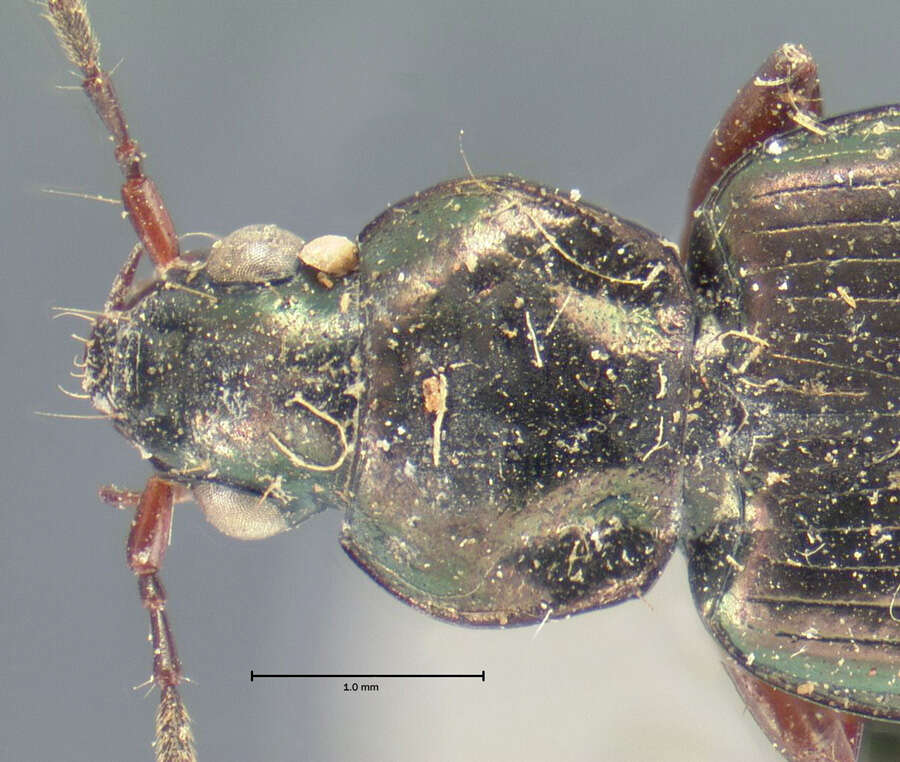 Image of Agonum (Olisares) errans (Say 1823)