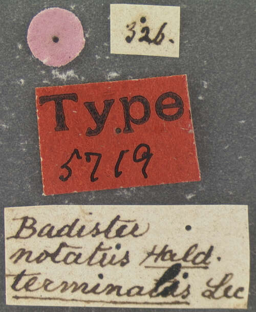 Image of Badister (Badister) notatus Haldeman 1843