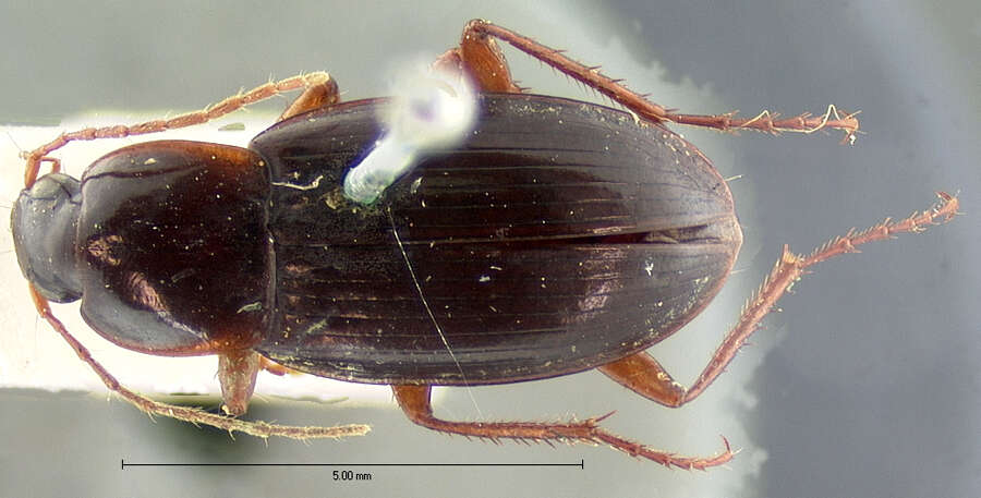 Image of Calathus (Neocalathus) ingratus Dejean 1828