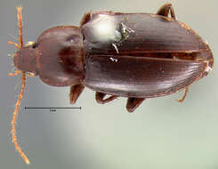 Image of Ground beetle