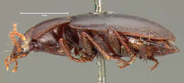 Image of Ground beetle