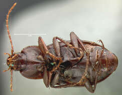 Image of Ground beetle