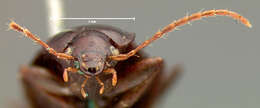 Image of Ground beetle