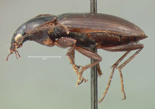 Imagem de Agonum (Olisares) tenue (Le Conte 1854)