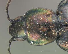 Image of Agonum (Olisares) cupreum Dejean 1831