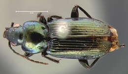 Image of Agonum (Olisares) cupreum Dejean 1831