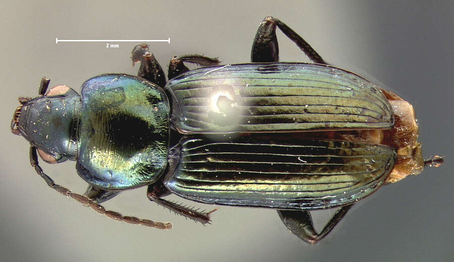 Image of Agonum (Olisares) cupreum Dejean 1831