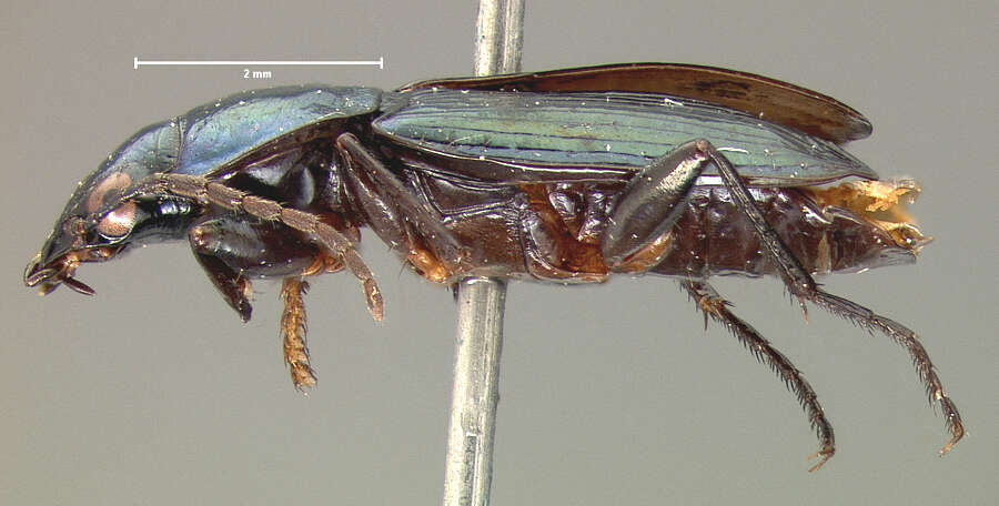 Image of Agonum (Olisares) cupreum Dejean 1831