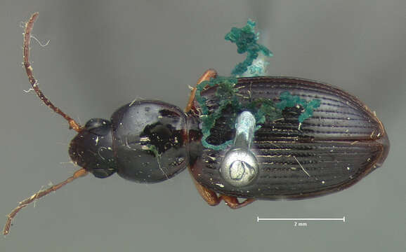 Agonum (Olisares) crenistriatum (Le Conte 1863)的圖片