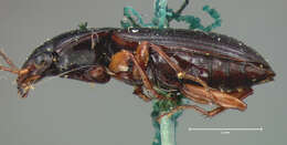 Agonum (Olisares) crenistriatum (Le Conte 1863)的圖片