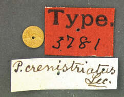 Agonum (Olisares) crenistriatum (Le Conte 1863)的圖片