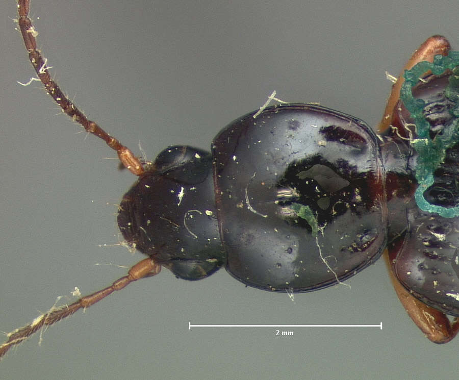 Image of Agonum (Olisares) crenistriatum (Le Conte 1863)