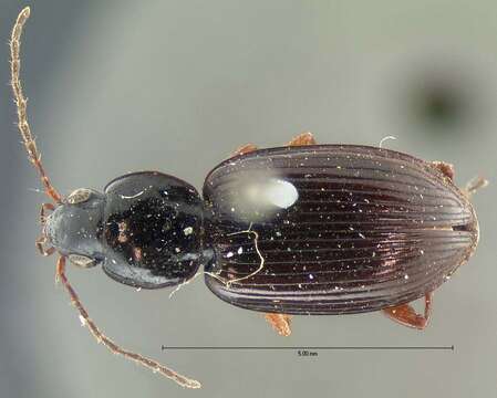 Image of Agonum (Olisares) rufipes Dejean 1828