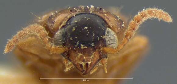 Image of Ground beetle