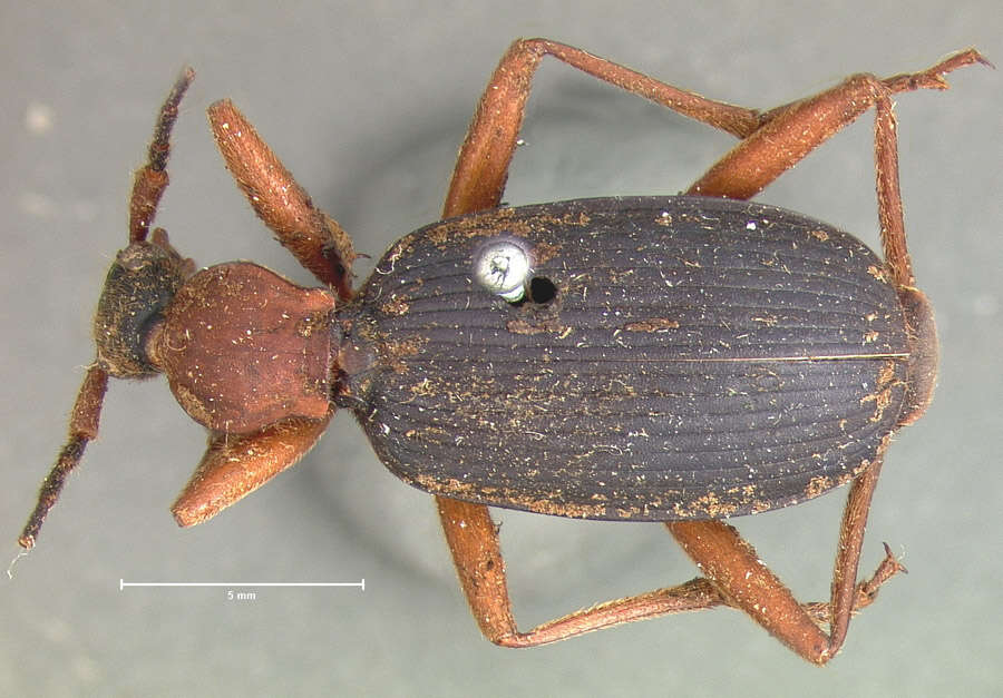 Image of Galerita (Progaleritina) bicolor (Drury 1773)