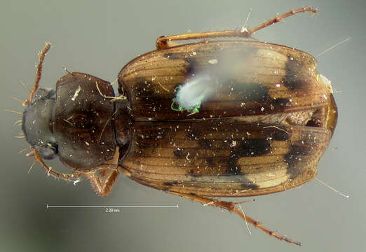 Image of Tetragonoderus (Tetragonoderus) fasciatus (Haldeman 1843)