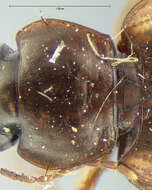 Image of Tetragonoderus (Tetragonoderus) fasciatus (Haldeman 1843)