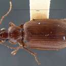 Pinacodera punctifera (Le Conte 1884)的圖片