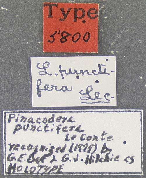 Image of Pinacodera punctifera (Le Conte 1884)