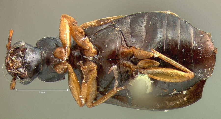 Image of Lebia (Lebia) pumila Dejean 1831