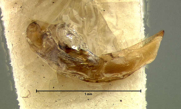 Слика од Agonum (Olisares) propinquum (Gemminger & Harold 1868)