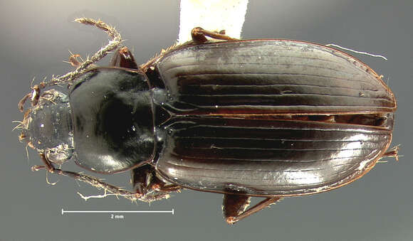 Image de Agonum (Olisares) propinquum (Gemminger & Harold 1868)