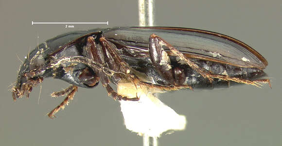 Image de Agonum (Olisares) propinquum (Gemminger & Harold 1868)