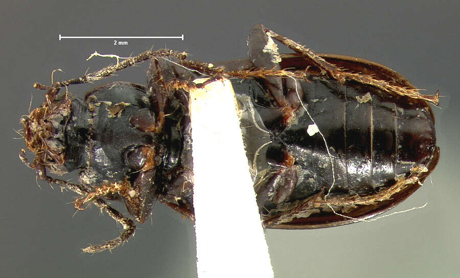 Image de Agonum (Olisares) propinquum (Gemminger & Harold 1868)