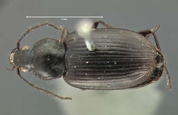 Image of Agonum (Olisares) harrisii Le Conte 1846