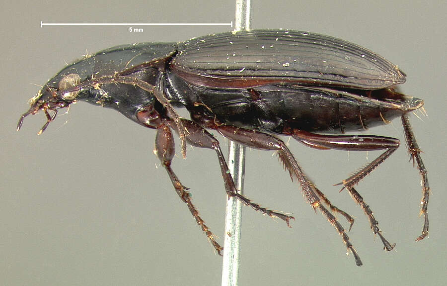 Image of Agonum (Olisares) harrisii Le Conte 1846