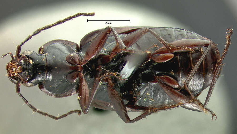 Image of Agonum (Olisares) harrisii Le Conte 1846