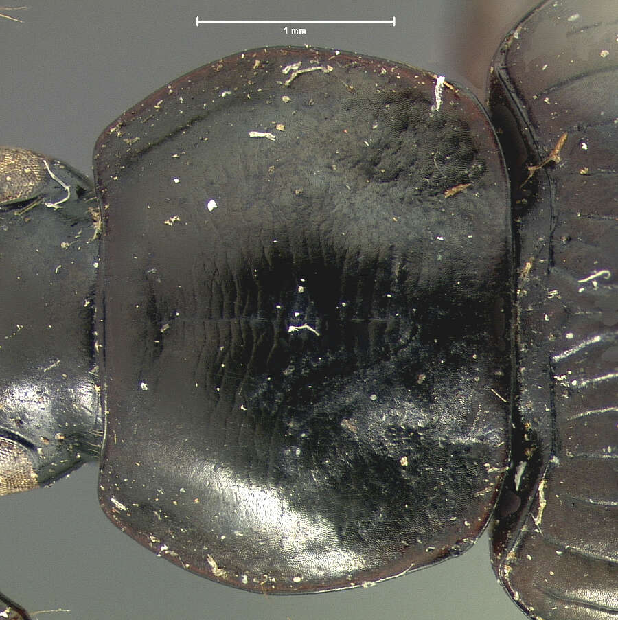 Image of Agonum (Olisares) harrisii Le Conte 1846