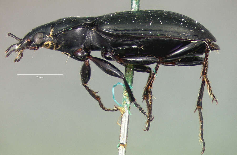 Image of Agonum (Olisares) affine Kirby 1837