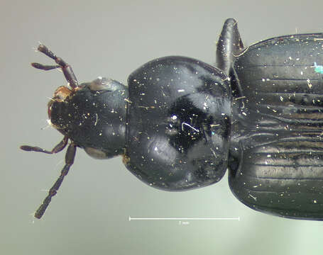 صورة Agonum (Olisares) affine Kirby 1837