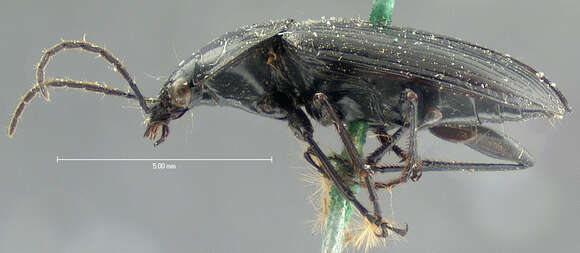 Agonum (Olisares) corvus (Le Conte 1860)的圖片