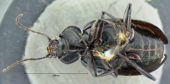 Agonum (Olisares) corvus (Le Conte 1860)的圖片