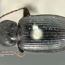 Image of Agonum (Olisares) brevicolle Dejean 1828