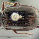 Image of Agonum (Olisares) deceptivum (Le Conte 1879)