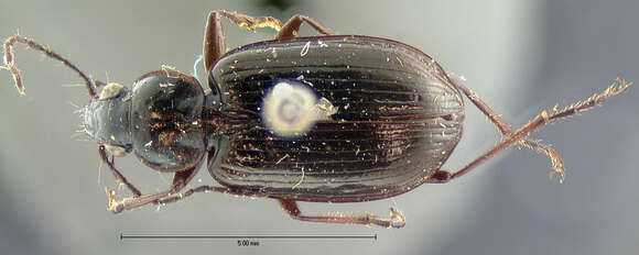 Image of Agonum (Olisares) deceptivum (Le Conte 1879)